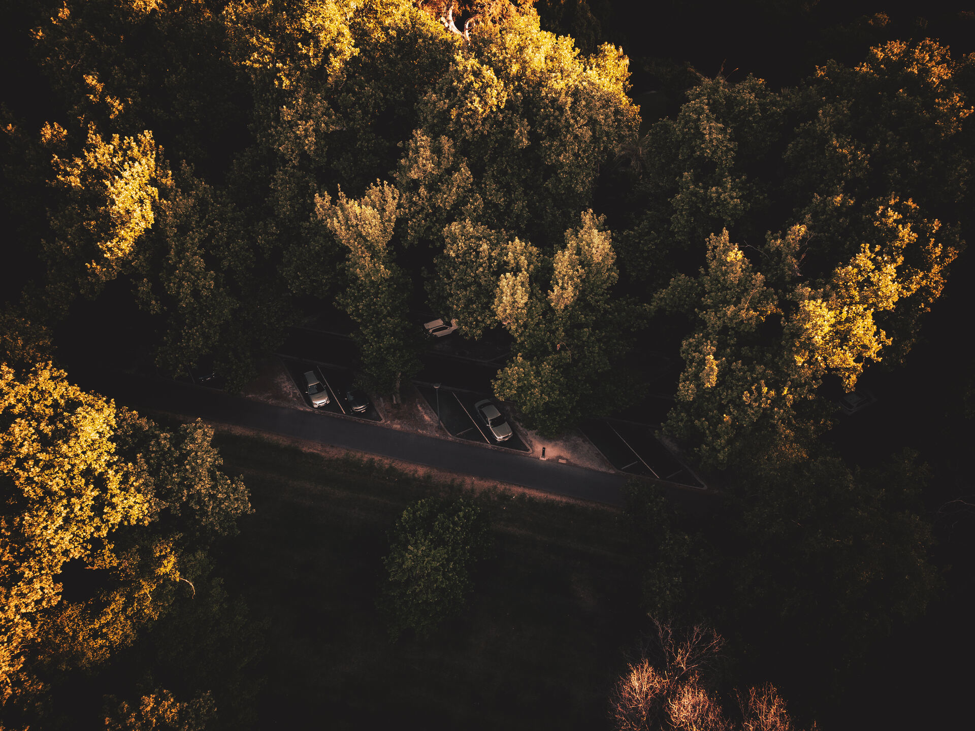 Golden hour aerial view of tree canopy and road